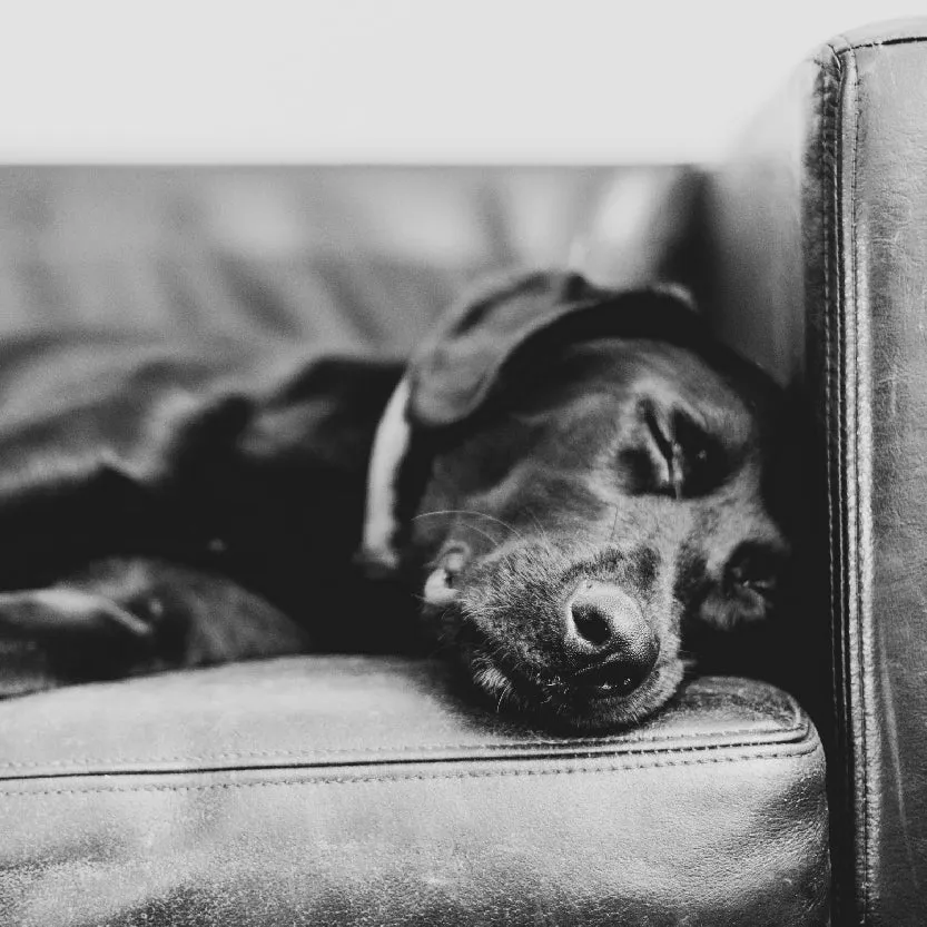 Fire Dog Beds/Blankets