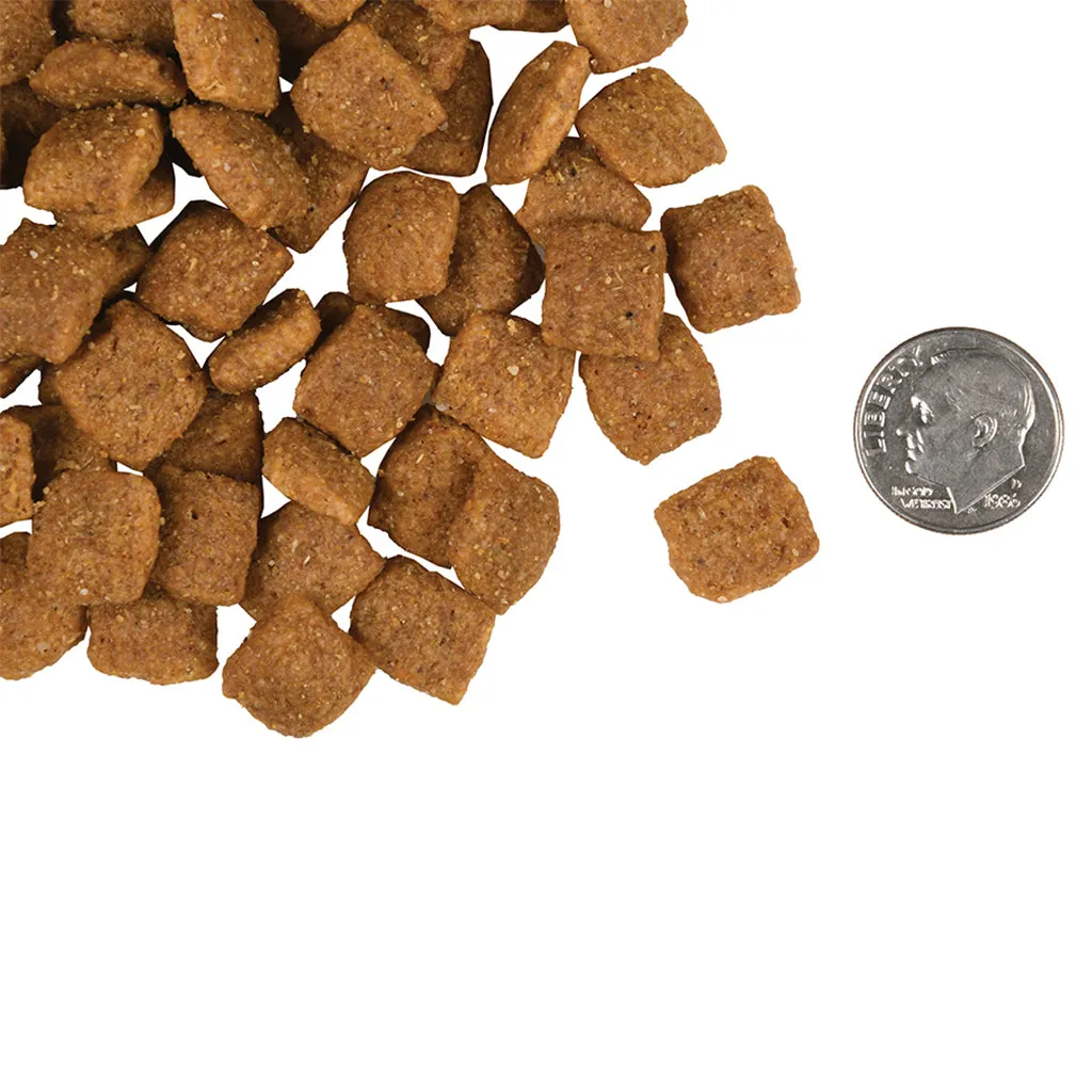 Gold Adult Canine