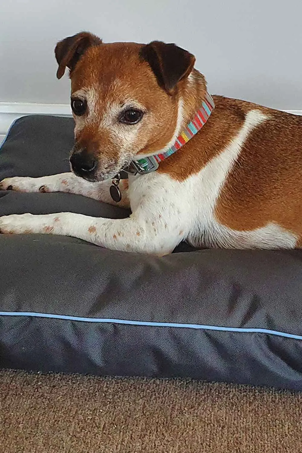 Henry Wag Brecon Adventure Bed