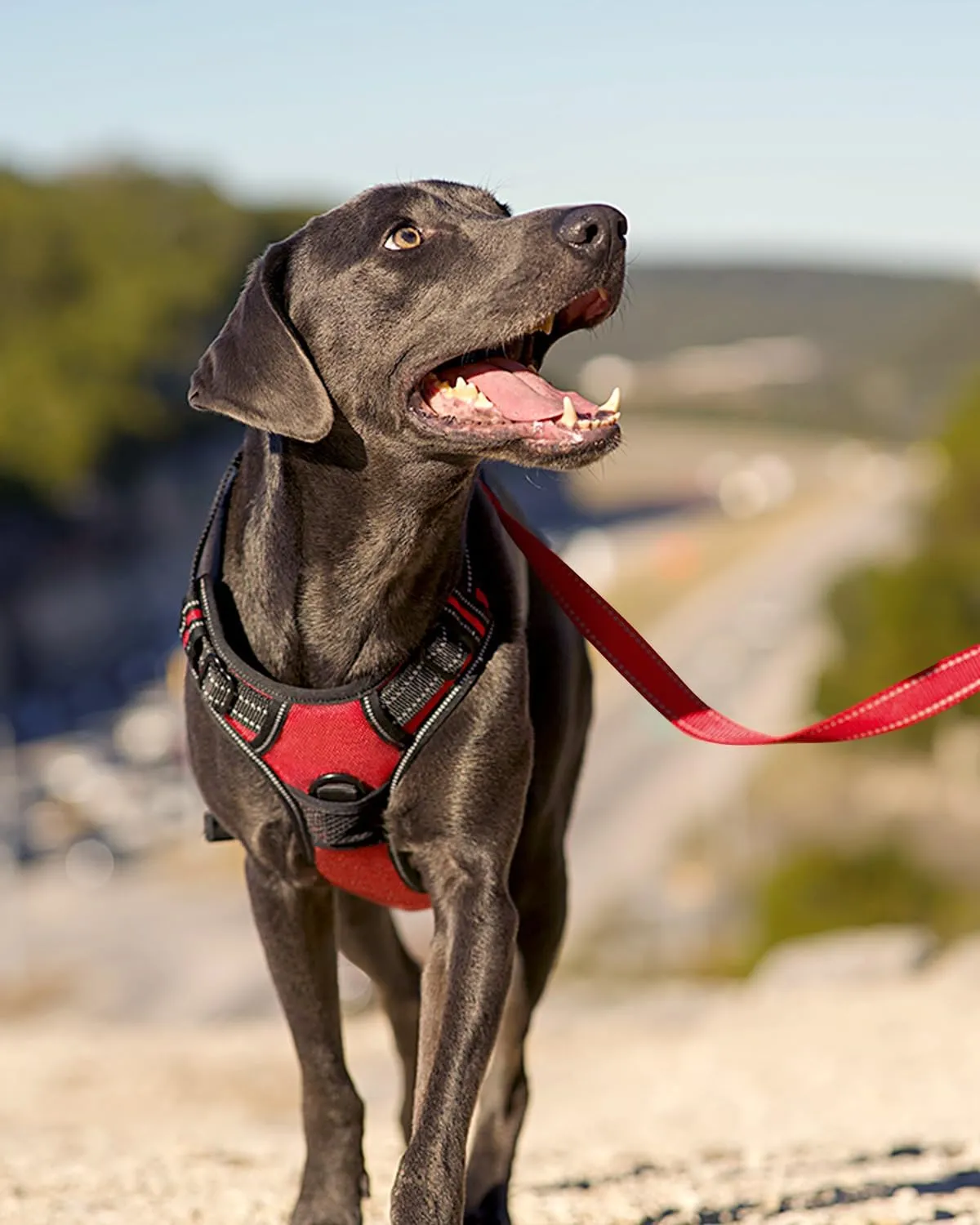Joytale No Pull Dog Harness for Large Dogs, Reflective Pet Vest with 2 Leash Clips, Adjustable Soft Padded Harnesses with Easy Control Handle for Training and Walking, Red, L