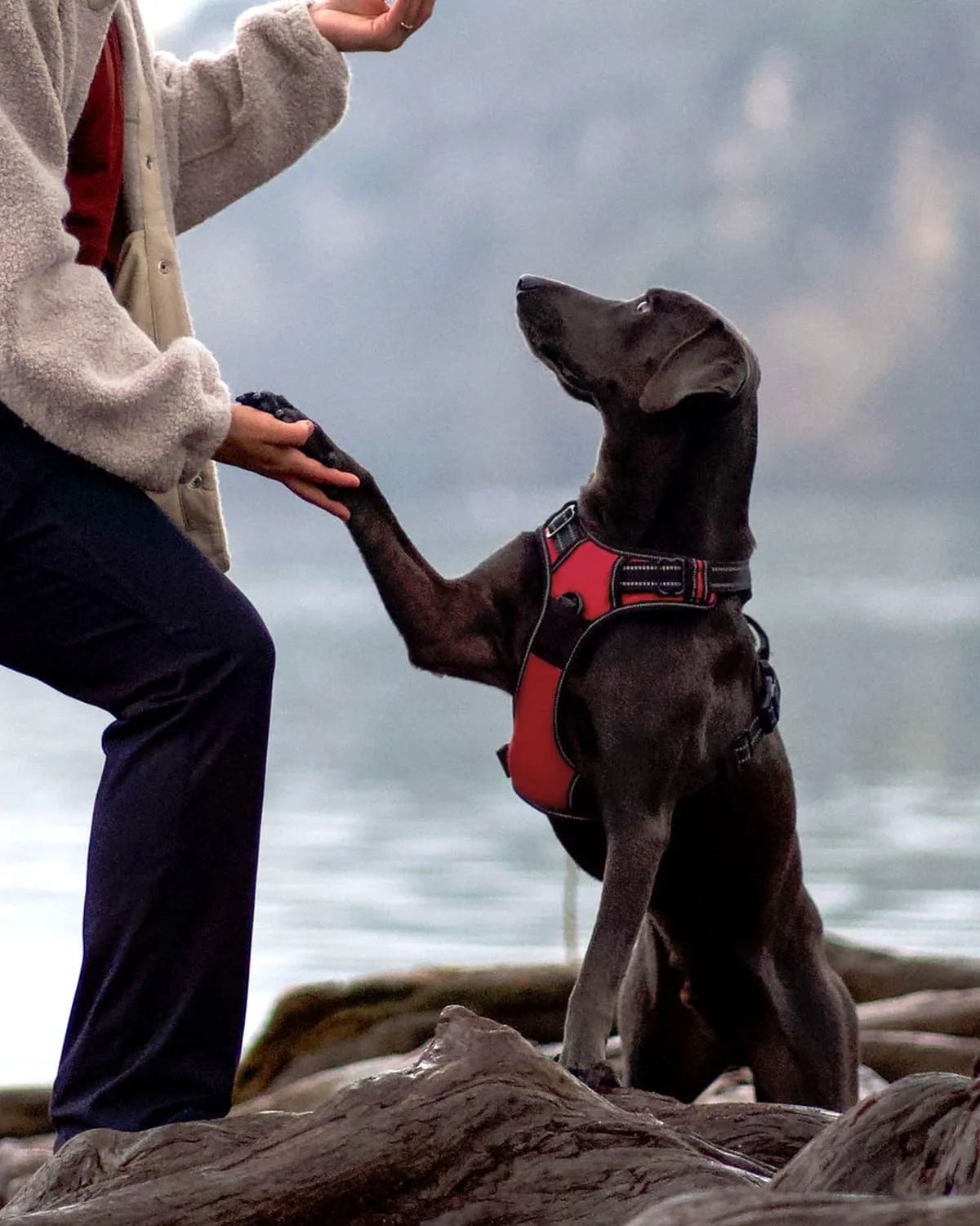 Joytale No Pull Dog Harness for Large Dogs, Reflective Pet Vest with 2 Leash Clips, Adjustable Soft Padded Harnesses with Easy Control Handle for Training and Walking, Red, L
