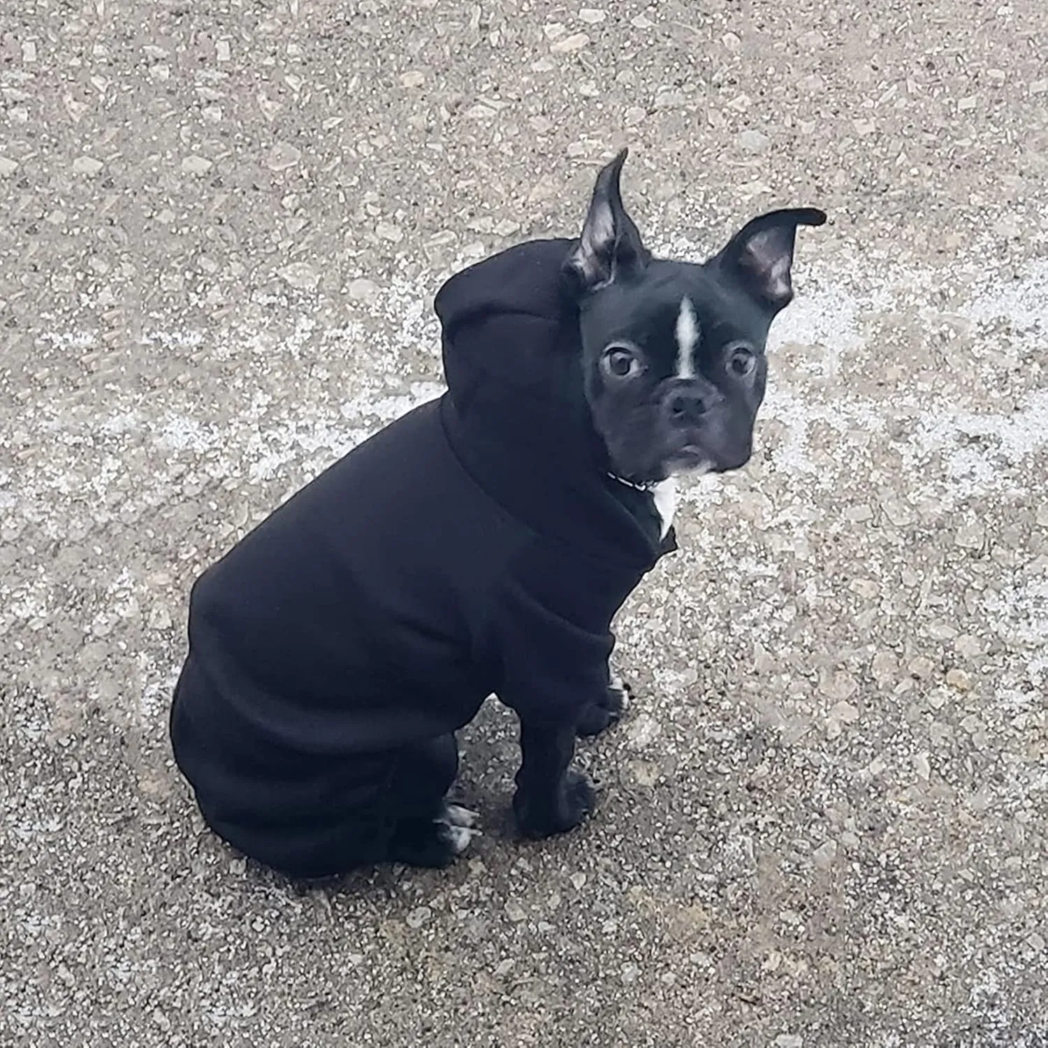 LifeWheel Dog Hoodie, Pet Jumpsuit Fleece Sweatshirt with Buttons, Clothes, Cold Weather Coats, Pajamas, Winter Warm Cotton Puppy Hoodie 4 Legs Clothes for Small Medium Large Dogs Cats Boy Girl