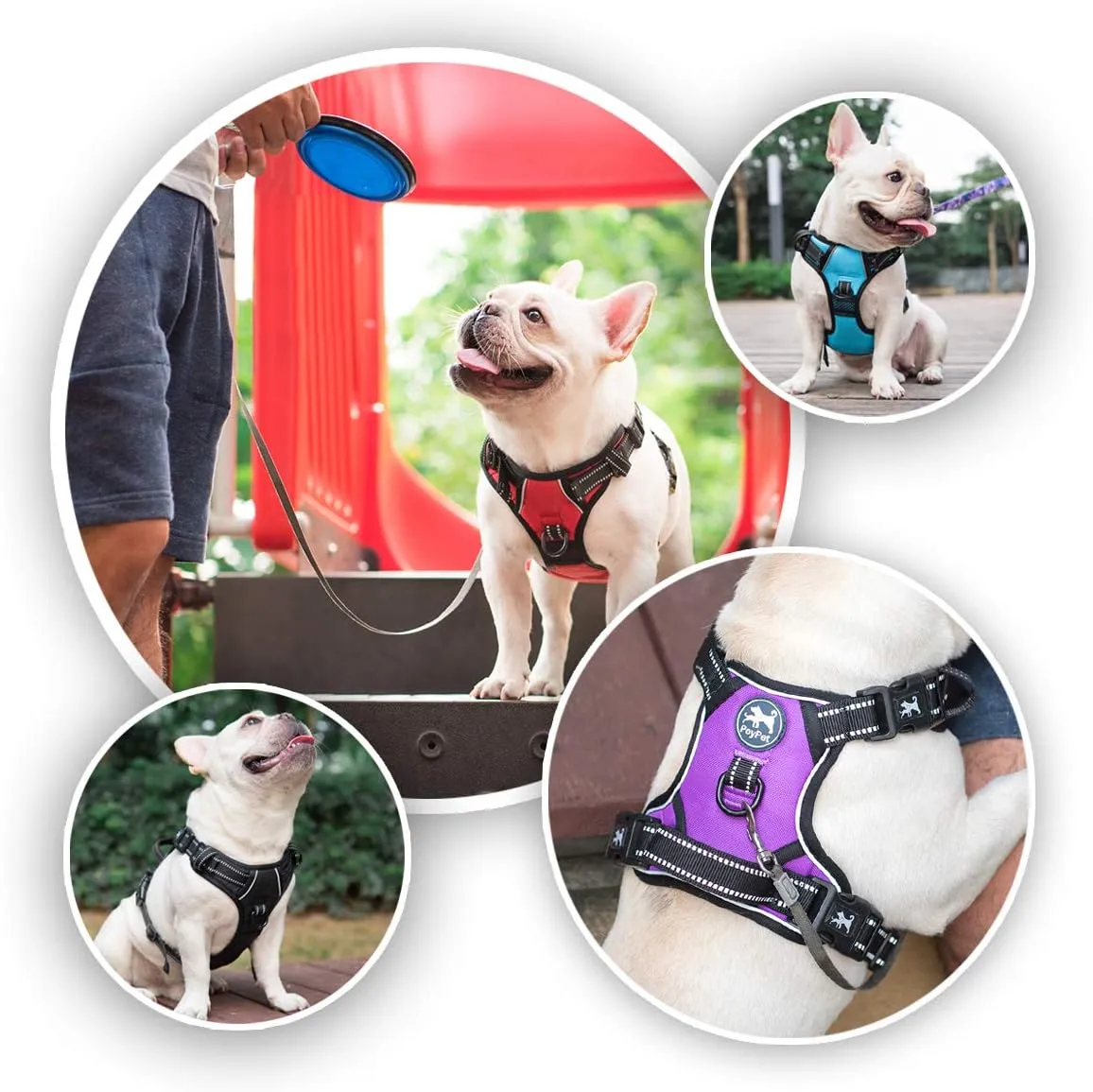 PoyPet 2019 Upgraded No Pull Dog Harness with 4 Snap Buckles, Reflective with Front & Back 2 Leash Hooks and an Easy Control Handle [NO Need Go Over Dogs Head] (Purple,M)