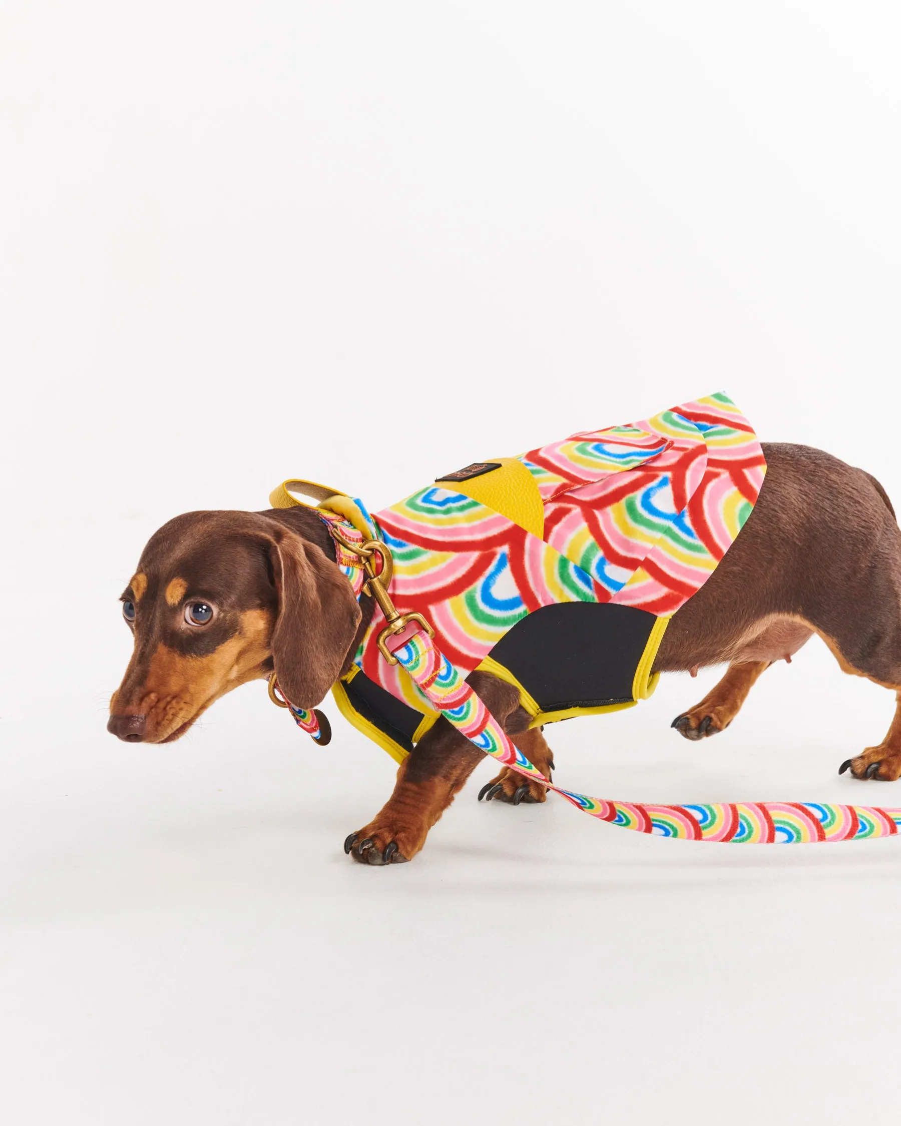 Rainbow Spray Dog Lead