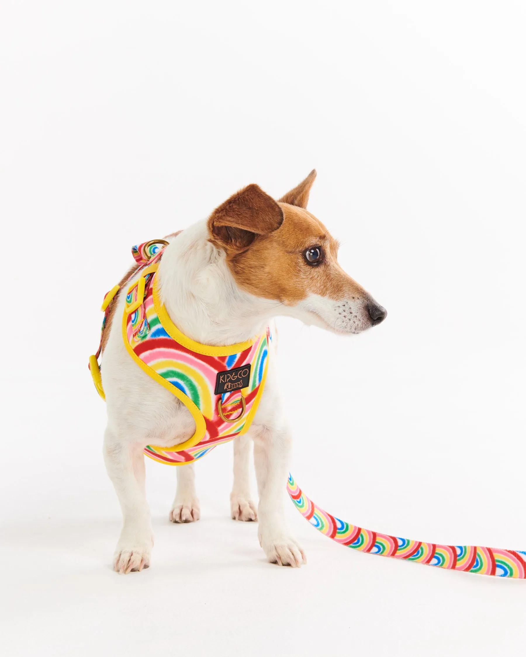 Rainbow Spray Dog Lead