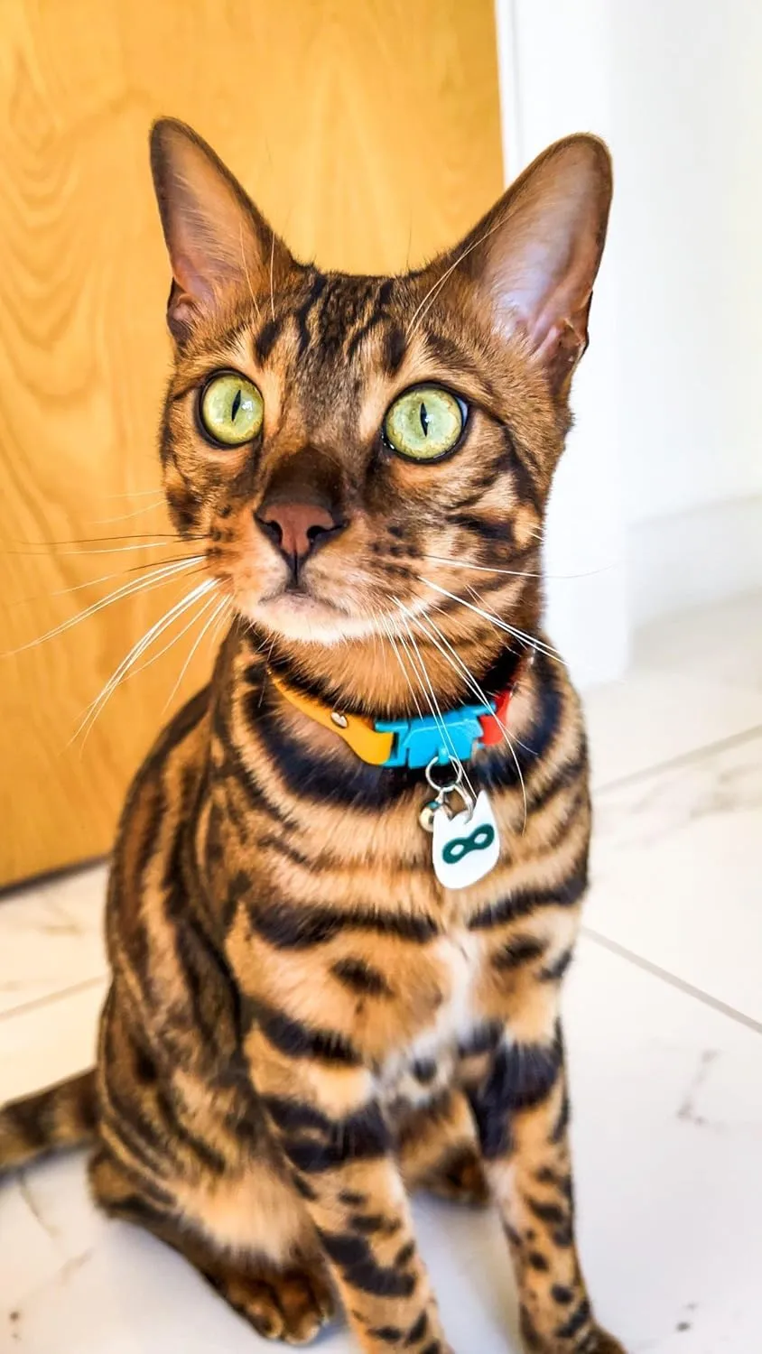Reflective Cat Charm - Safety Tag. Lightweight, High Visibility, Waterproof. Fits All Collars.