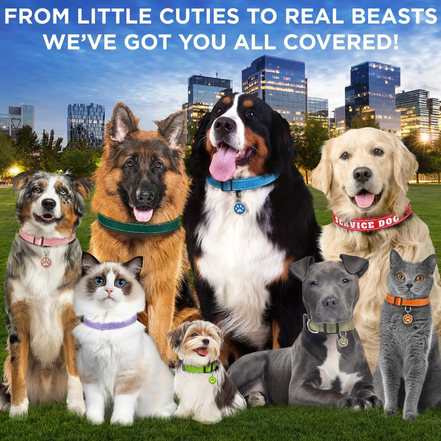TECEUM Reflective Dog Collar  Purple  S  Extra Soft Padding  Basic Nylon Pet Collar  Quick Release Buckle  Fits Small, Medium and Large Dogs, Puppies, Cats  ESA & Service Dog Options